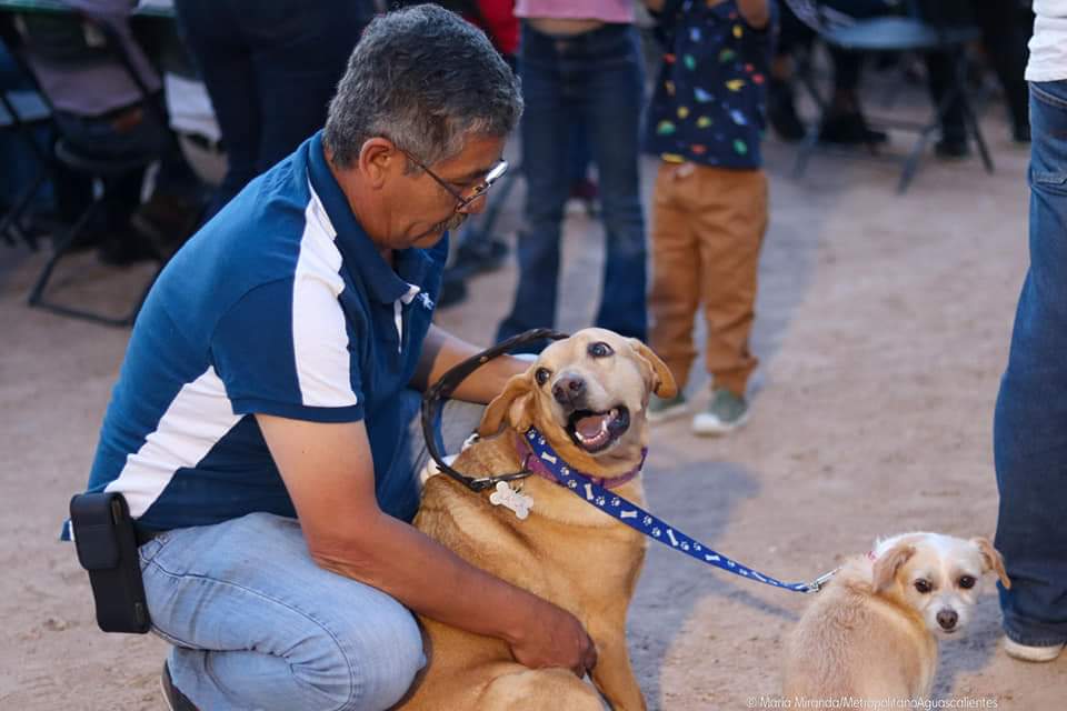 @MunicipioAgs e ISSEA ofrecerán cirugías gratuitas de esterilización para caninos y felinos